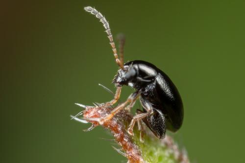 Réf. 249 255 : Longitarsus sp.